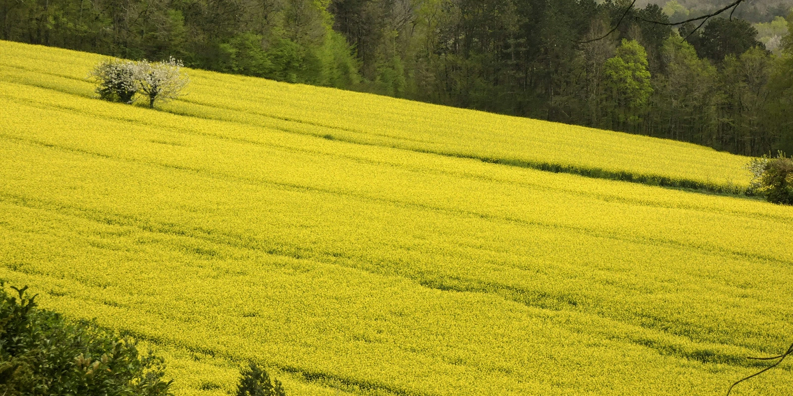 Introduction aux Sciences de l'Éducation : Fondements et Concepts Clés