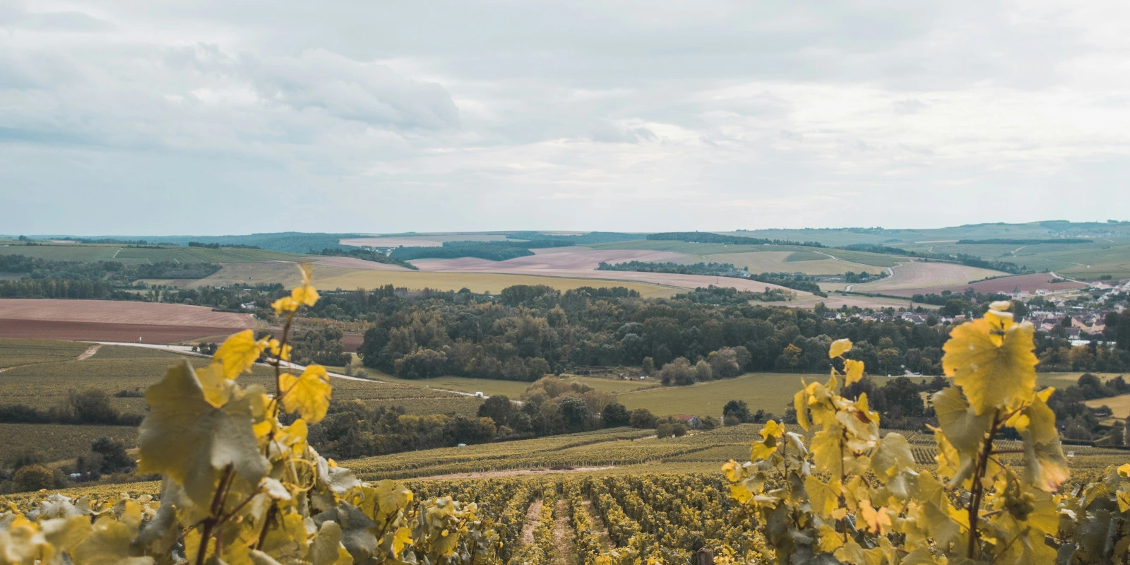 Licence SDE (Science De l'Éducation) à Rennes