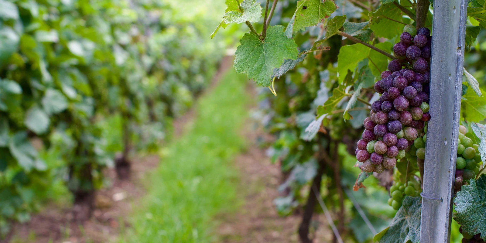 Métiers Après la Licence SDE (Science De l'Éducation)